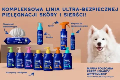 Gdzie kupić szampon dla psa? Wybierz idealny dla pupila!