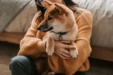 Dziewczyna tuli swojego psa rasy Shiba Inu. Zastanawiasz się, czy pies może jeść ryż? Ten uroczy piesek na pewno by się ucieszył z małej porcji!