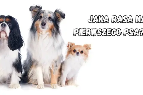 Trzy urocze psy: Cavalier King Charles Spaniel, Shetland Sheepdog i Chihuahua. Szukasz fajnych ras psów na swojego pierwszego pupila?