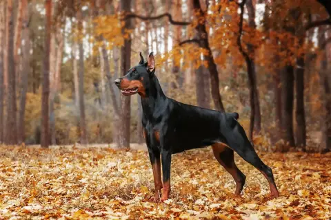 Elegancki, czarny doberman z rudymi znaczeniami stoi na tle jesiennego lasu.