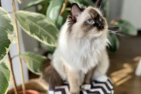 Piękny kot rasy ragdoll z niebieskimi oczami siedzi obok rośliny. Zastanawiasz się nad ragdoll kot cena?