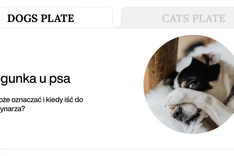 Biegunka u psa: Co podać i kiedy pilnie do weterynarza?