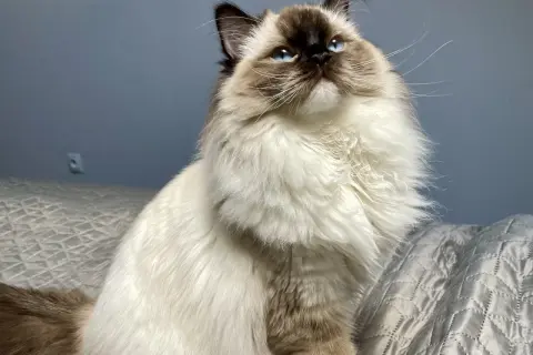 Uroczy ragdoll na rękach, z niebieskimi oczami i puszystym futrem, patrzy w górę z zaciekawieniem.