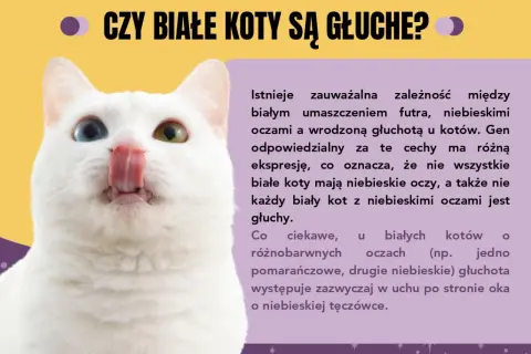 Biały kot z różnymi kolorami oczu, ciekawy przykład ciekawostek o kotach. Czy białe koty są głuche?