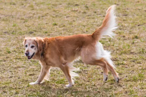 Złoty retriever z dysplazją u psa, poruszający się po trawie.
