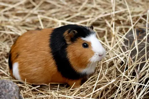 Urocza świnka morska rasy texel z rudym, czarnym i białym futerkiem siedzi w stogu siana.