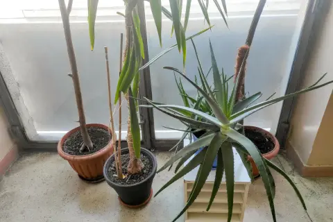 Rośliny doniczkowe, w tym aloes, stoją przy oknie. Czy aloes jest trujący dla kota? Warto to sprawdzić, zanim kot się nim zainteresuje.