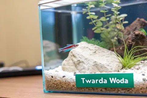 Małe akwarium z neonką i roślinami. Na dnie kamienie i napis "Twarda Woda", sugerujący rodzaj wody do akwarium.