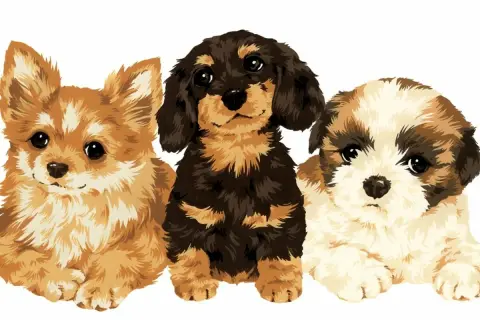 Trzy urocze szczenięta: rudy, jamnik i shih tzu. Dowiedz się, jak sie liczy wiek psa, patrząc na te słodkie pyszczki.