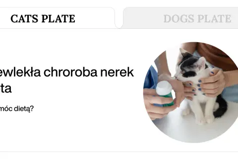 Kot z przewlekłą chorobą nerek. Pomoc dietetyczna, być może z użyciem Nefroloxan.