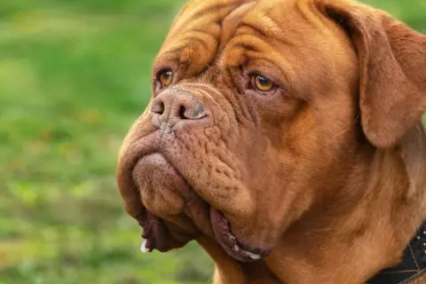 Brązowa kufa u psa rasy dog de bordeaux, z charakterystycznymi zmarszczkami na głowie i opadającymi wargami.