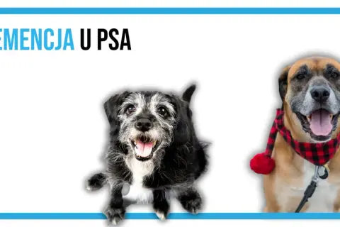 Dwa psy, jeden starszy, z siwiejącą sierścią, drugi młodszy, w świątecznej chustce. Temat: demencja u psa.