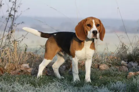 Beagle waga idealna, piesek stoi na mroźnej trawie, otoczony suchymi liśćmi i trawami.