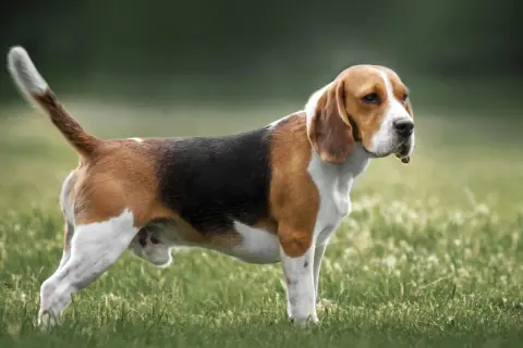 Beagle o przyjaznym usposobieniu stoi na trawie.