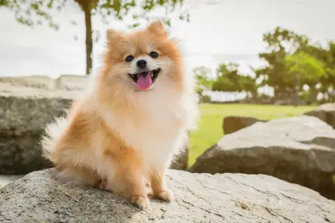Szczęśliwy pomeranian, być może najdroższy pies świata, siedzi na kamieniu w parku.