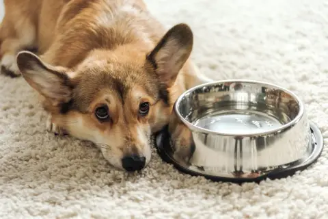 Smutny corgi leży obok miski z wodą, wyraźnie widać, że pies nie chce pić wody.