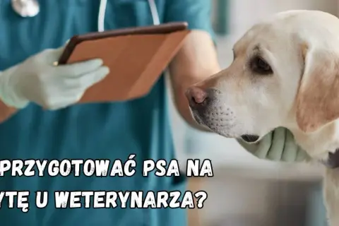Pies u weterynarza: Spokój i bezpieczeństwo. Jak go trzymać?