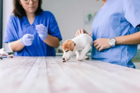 Szczeniak Jack Russell Terrier wącha tabletkę na drewnianym stole, obok weterynarzy w niebieskich fartuchach.
