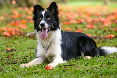 Inteligentny border collie leży na trawie wśród jesiennych liści. Uważany za jedne z najmądrzejszych psów, ten pies wygląda na zadowolonego.