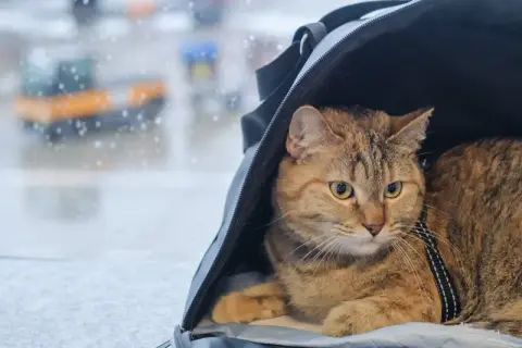 Kot w transporterze czeka na podróż. Czy ma już paszport dla kota?