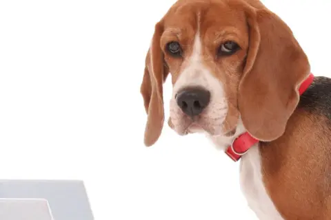 Smutny beagle z czerwonym obrożą patrzy na kuwetę, sugerując zatwardzenie u psa.