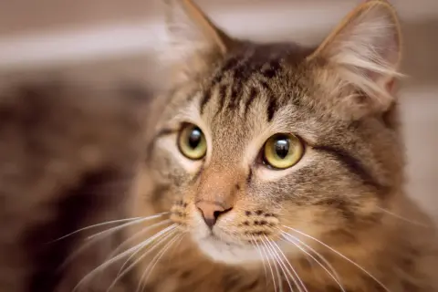 Jak kotek robi miau? Zrozum kota, rozwiń mowę dziecka!