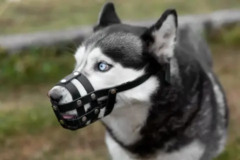 Siberian Husky z niebieskimi oczami w kagańcu. Czy pies musi mieć kaganiec? To zależy od sytuacji i przepisów.