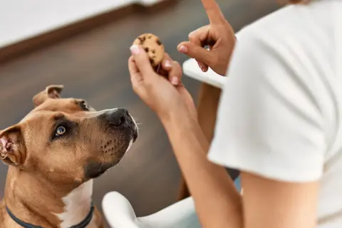 Pies patrzy na ciasteczko z kawałkami czekolady. Czy pies może jeść czekoladę? Nie, to dla niego szkodliwe.