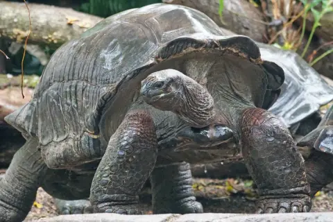 Wielka żółwica galapagoska, symbol tego, jakie zwierzę żyje najdłużej, powoli kroczy po kamieniach.