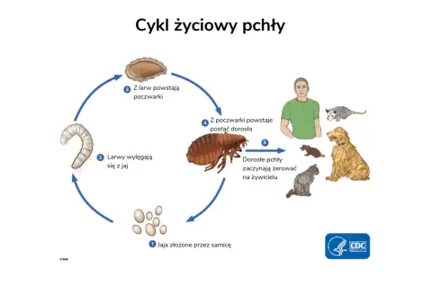 Cykl życiowy pchły: jaja, larwy, poczwarki, dorosłe pchły żerujące na ludziach i zwierzętach w domu.