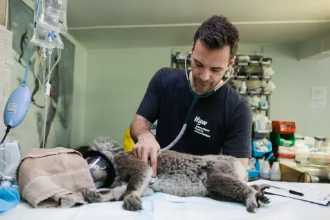 Weterynarz w zoo: Ile zarabia? Pensja, realia, kariera