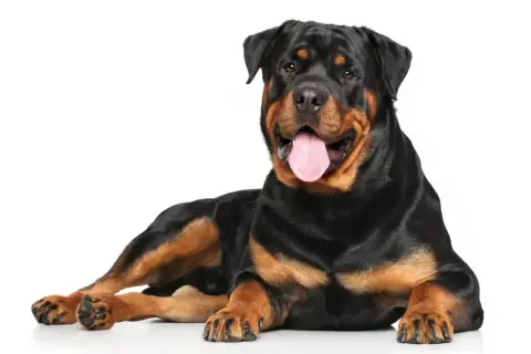 Potężny rottweiler leży, dysząc z językiem na zewnątrz. Jego spokojne rottweiler usposobienie widać w łagodnym spojrzeniu.