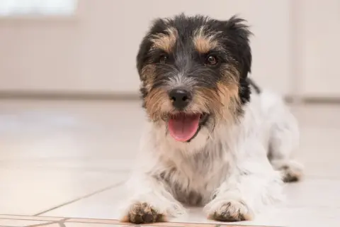 Uroczy piesek rasy Jack Russell Terrier leży na podłodze, dysząc z otwartym pyszczkiem. Szybko oddycha po zabawie.