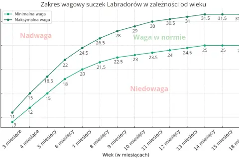 Wykres pokazuje zakres wagi suczek labradora od 3 do 18 miesięcy. Waga w normie dla labradora jest zaznaczona zielonymi liniami.