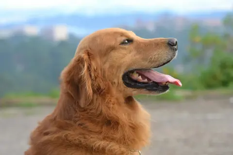 Szczęśliwy golden retriever z językiem na wierzchu, jakby czekał na nifuroksazyd dla psa.
