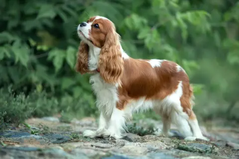Uroczy pies dla dzieci, Cavalier King Charles Spaniel, o brązowo-białym umaszczeniu, stoi na kamienistej ścieżce wśród zieleni.