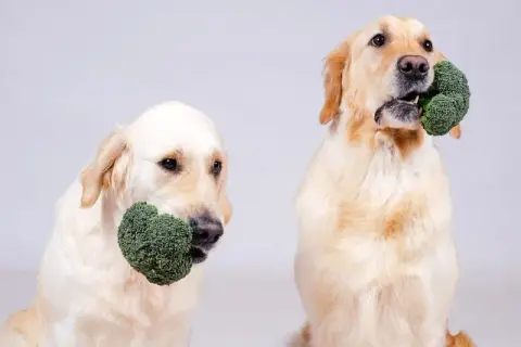 Dwa psy rasy golden retriever trzymają w pyszczkach różyczki brokułów, zastanawiając się, czy pies może jeść brokuły.