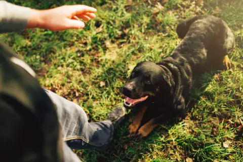 Człowiek uczy psa leżeć na trawie. Rottweiler patrzy na rękę, gotowy do nauki.