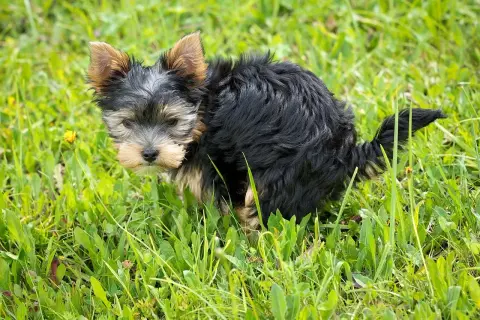 Mały yorkshire terrier w trawie, który właśnie zrobił zieloną kupę.