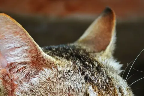 Zbliżenie na ucho kota, które może wskazywać na zapalenie ucha u kota. Widać sierść i fragment głowy.