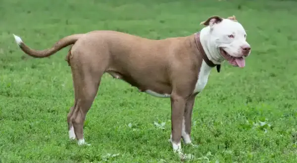 Potężny pies rasy pitbull, z pewnością najsilniejszy pies na świecie, stoi na zielonej trawie.