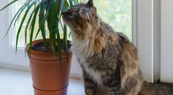 Puszysty kotek ciekawie węszy przy dracenie. Czy dracena jest trująca dla kota? Warto to sprawdzić, zanim kotek spróbuje jej listków.