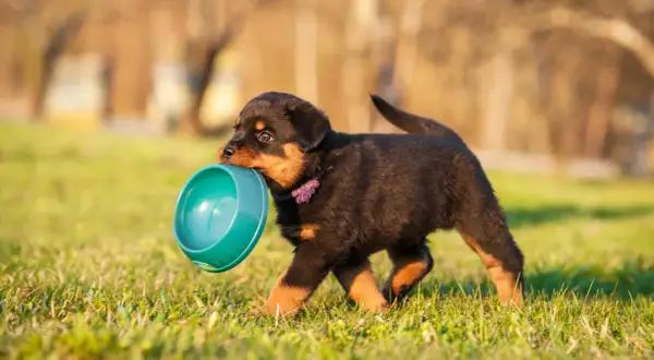 Słodki szczeniak rottweilera niesie miskę, szukając odpowiedzi na pytanie: ile powinien jeść szczeniak tabela.