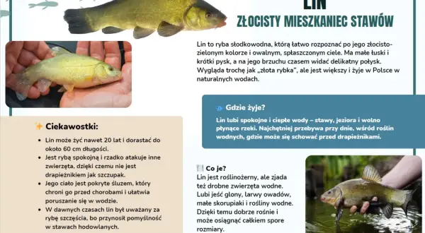 Lin, złocisty mieszkaniec stawów, to ryba o zielono-złotym ubarwieniu, często brana za złotą rybkę.