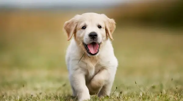 Szczeniak golden retriever biegnie przez trawę, radosny i pełen energii. Zastanawiasz się nad golden retriever cena?