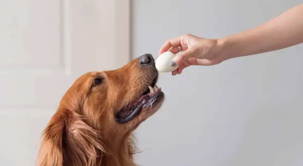 Złoty retriever z zaciekawieniem patrzy na jajko podane przez dłoń. Czy pies może jeść jajko? To pytanie nurtuje wielu właścicieli.