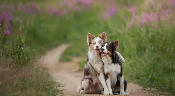 Dwa psy, jeden border collie blue merle, przytulają się na ścieżce wśród kwitnących łubinów.