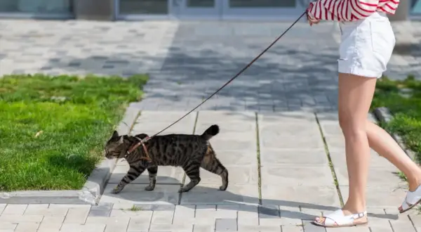 Zwinny kot na smyczy spaceruje po chodniku obok trawnika.