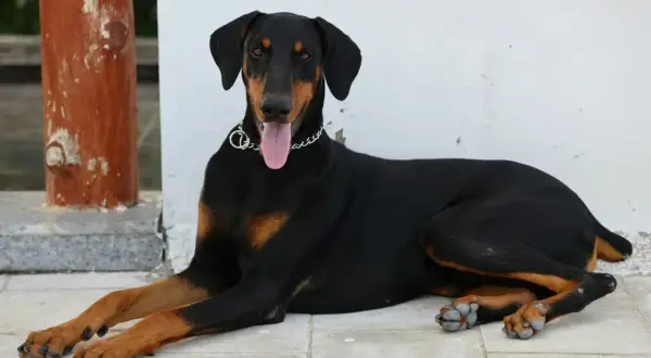 Elegancki doberman leży na płytkach, obok czerwona zabawka. Zastanawiasz się nad doberman cena?