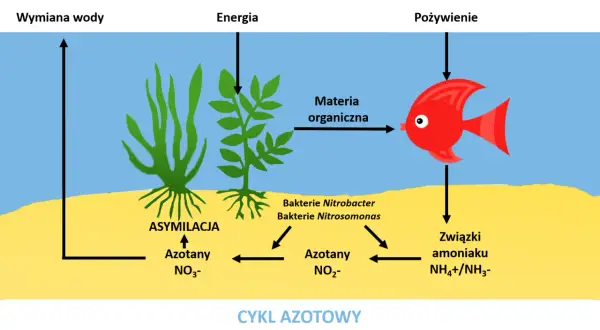 Cykl azotowy w akwarium: ryba zjada materię organiczną, produkując związki amoniaku, które bakterie przetwarzają na azotany. Rośliny asymilują azotany.